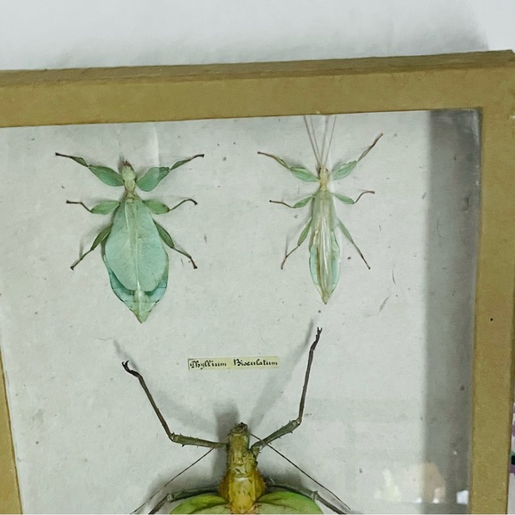 Rare Spectacular Specimen Framed Preserved Insects - Picture 3 of 8